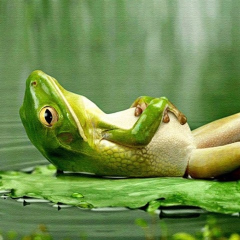 Frog-After-Diner